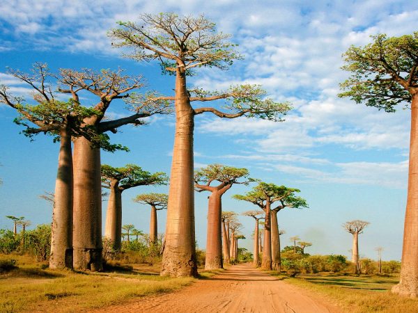 BAOBAB
